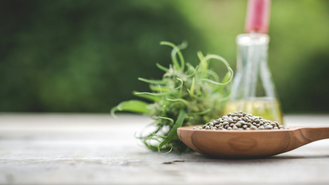 Wooden spoon of hemp seeds beside a bottle of cold-pressed hemp seed oil and a fresh hemp sprig